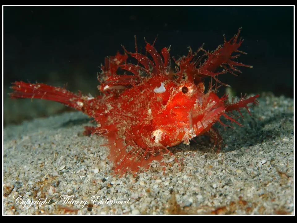 Anilao Macro Dive Media Highlight